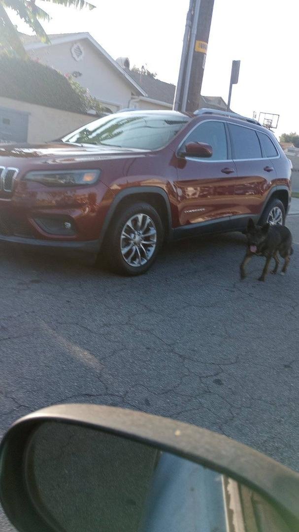 BLACK FRONTED GERMAN SHEPARD RUNNING IN LOCH ALENE TO WASHINGTON BLVD