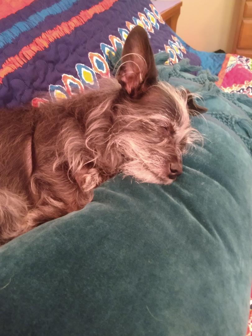 When you've been Sun bathing for thirty minutes, played with sister, and had lunch... nothing better to do than nap....but wait I'm gonna keep one ear up in case Mom decided to snack....