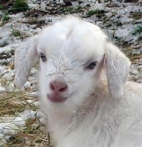 My intention is to fill up Facebook with baby animals to break the saturation of negative images and videos. If you like this post, I will choose a baby animal for you.