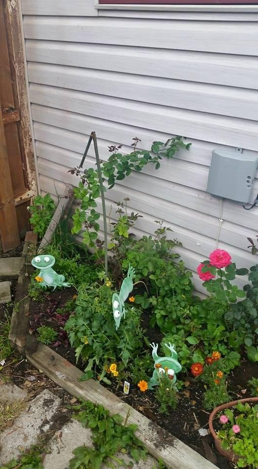 Herbs and my cherry tomatoes and of course my roses