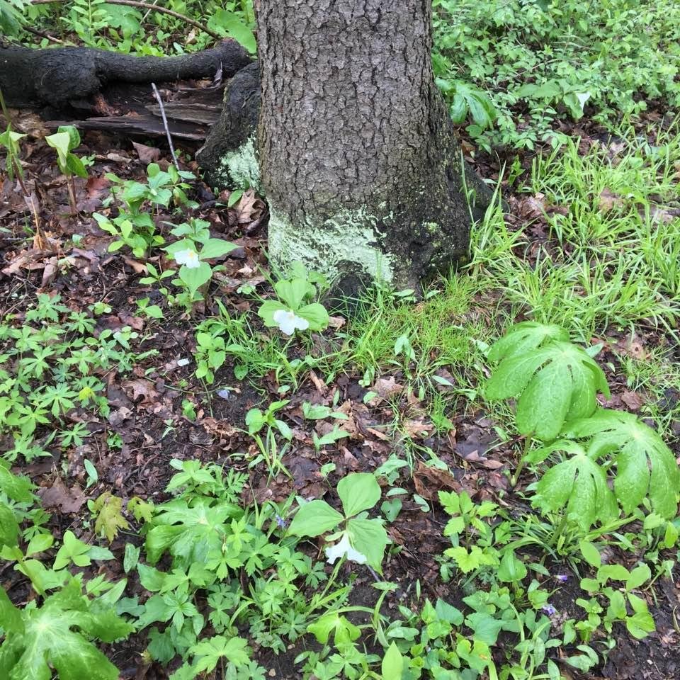 Some of the trillium plants in the woods behind our condo. Every year there are more and more.