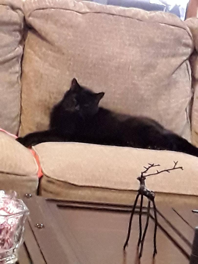 My fur baby 23 year old. One of the loves of my life.