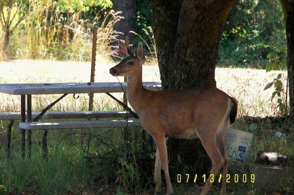This is a doe in our front yard.