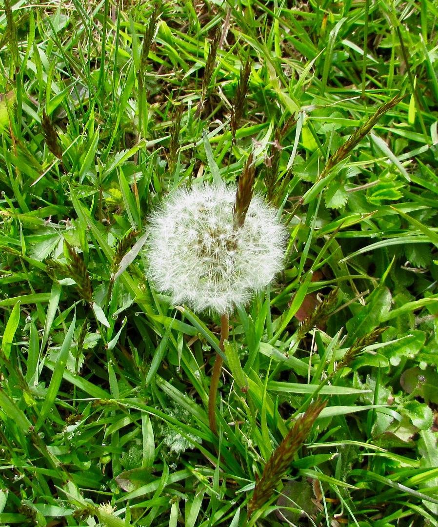 I've multitudes of dandelions that have gone to seed and not a few wild grasses.  This is my first time to see them come together in this way.