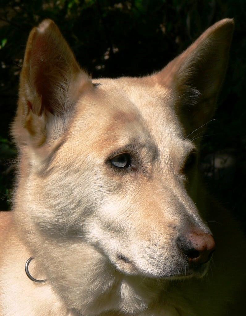 Lady