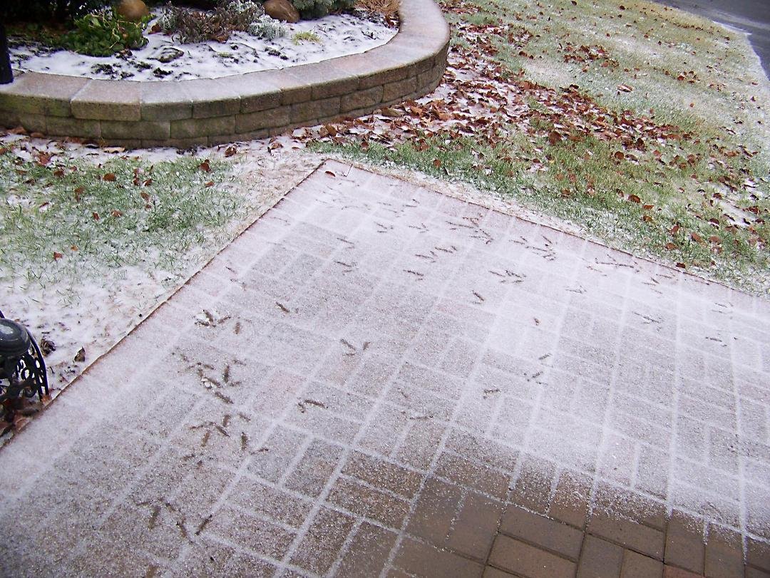Guess what visited out front walk this morning?