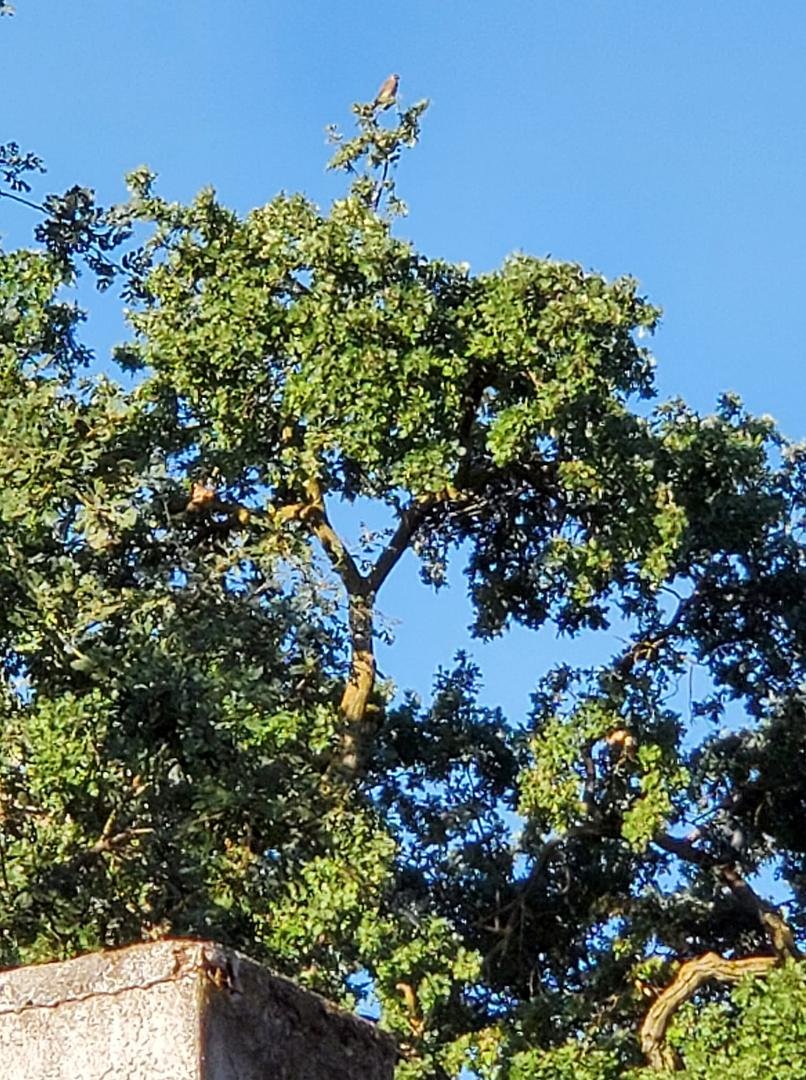 Here is a picture of the baby Falcon who is fledgling.