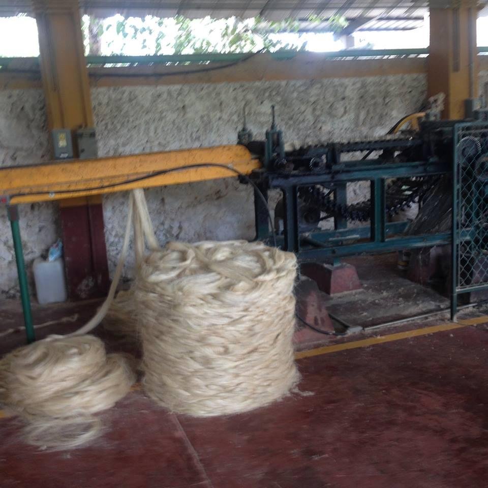 Edith Sands (Silver)'s album, Working Hacienda Sotuta de Peon, Yucatan, mexico