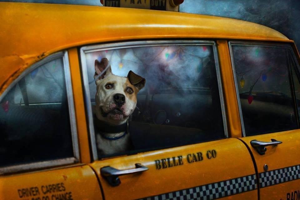 Dear God: Why are there cars named after the jaguar, the cougar, the mustang, the colt, the stingray and the rabbit, but not ONE named for a dog? How often do you see a cougar riding around? We do love a nice ride! Would it