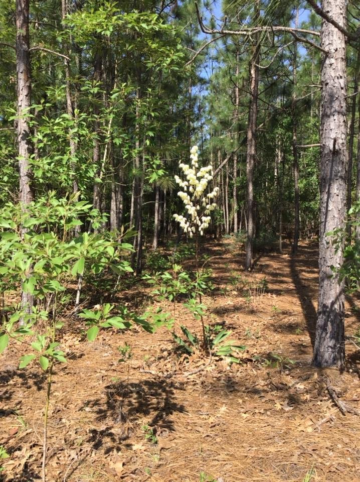 Our Yucca plant bloomed last night. We have these plants all over the wild back yard, but this is only the second one in 30 plus years to bloom. Last one was about 10 years ago and was a different place.