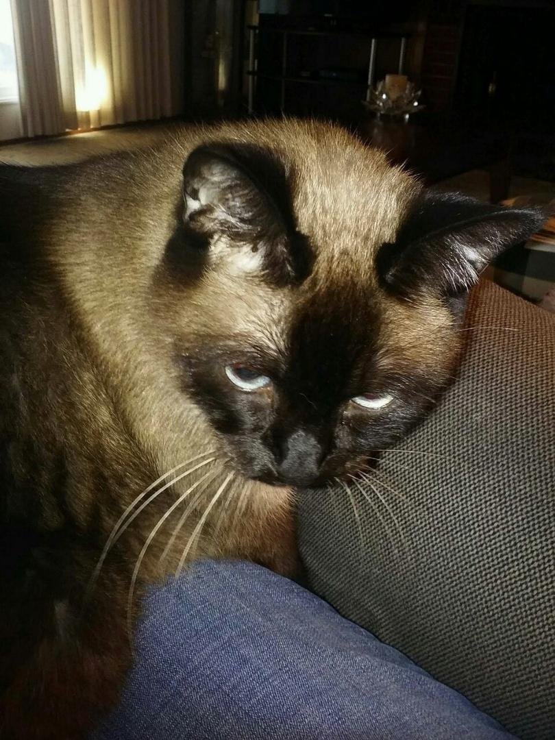My sweet Coco