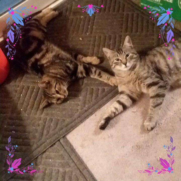 Pretty kitties!