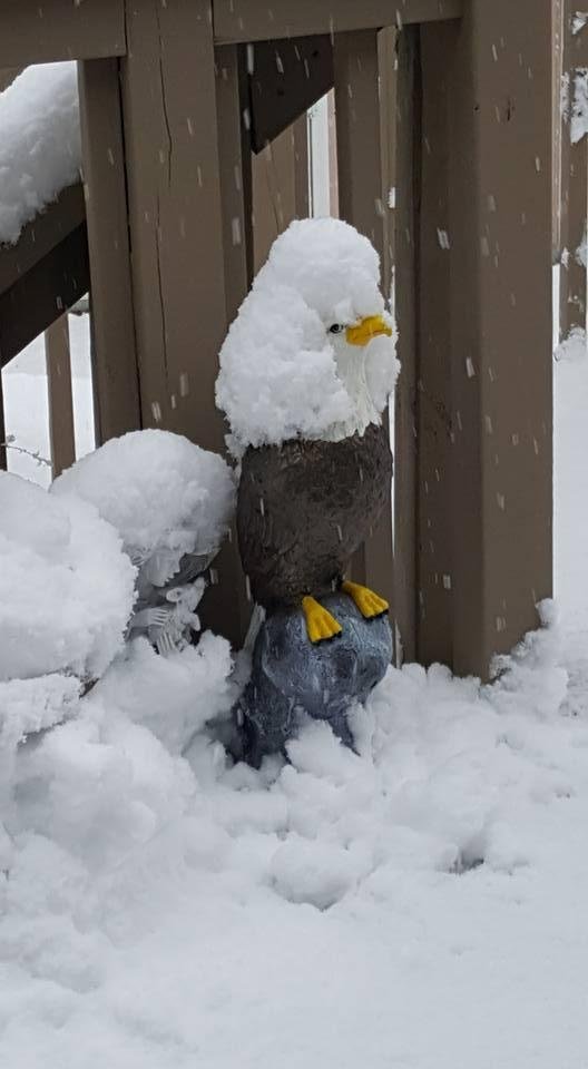 My Eagle needs a haircut.