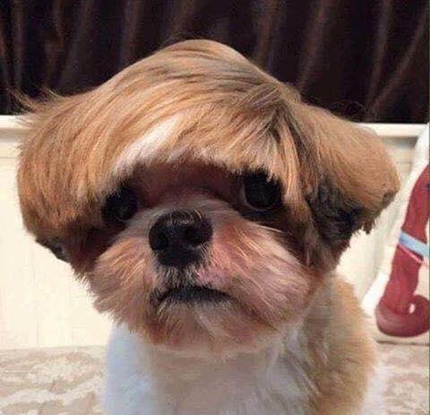 The newest trend in dog fashion… The Trump cut!
