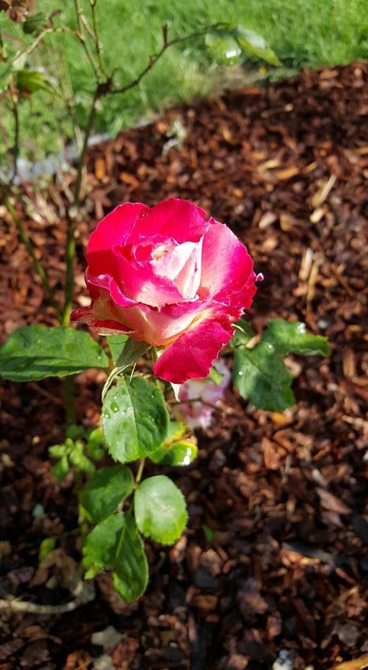 Judy Linderman's album, Mobile Uploads