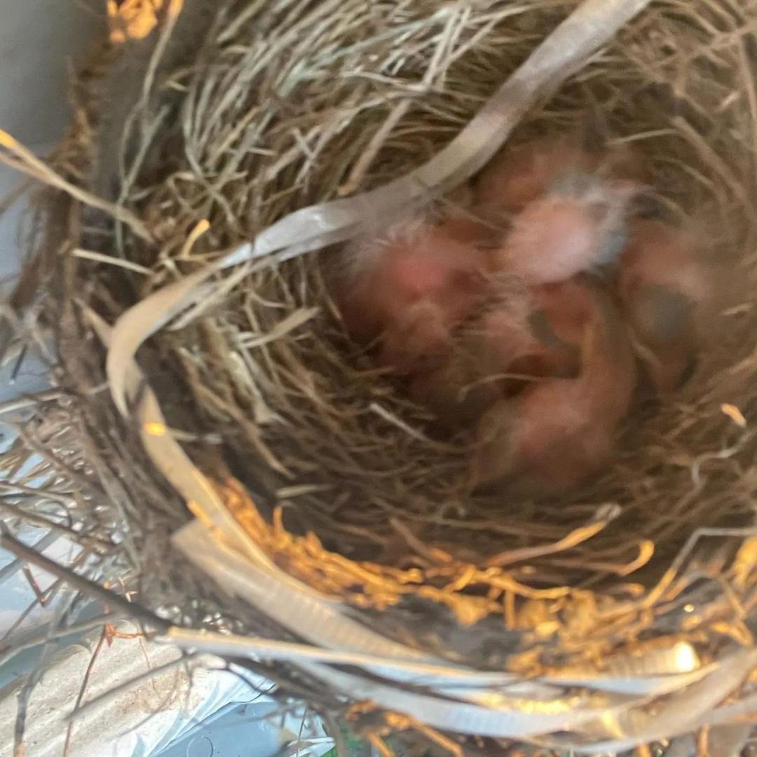 Robin babies!