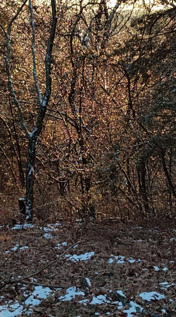 Looks like blooms, but it's ice shining in the sunset.