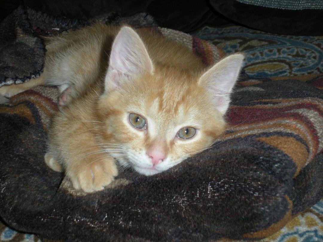 Our new baby. We named him cheddar.