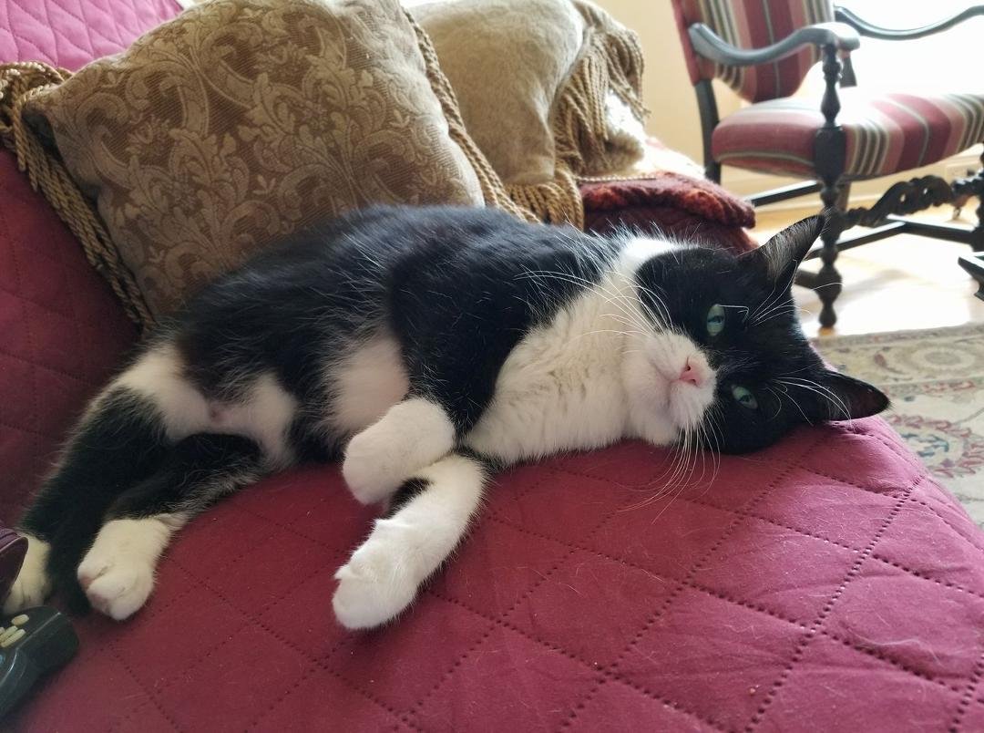 This is my Emma. She's smaller than her brother, Sebastian, but a lot chubbier. They will be 11 in July. She's a sweetie.