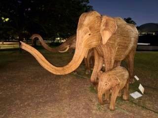 Elephants are on exhibit at Hermann Park!