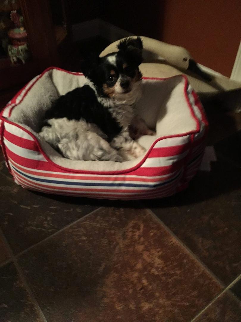 National Dog Day "Our Ben"