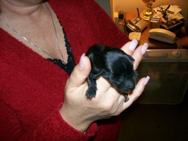 Here he is at just a few days old. Date of his birth is Jan 2nd. Poor guy lost his mother and siblings due to unintentional neglect.
