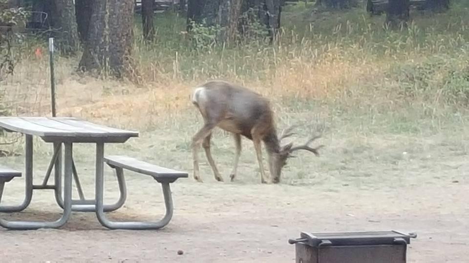 What's for dinner?