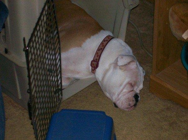 Miss Missy (Karen's puppy) spending the night at Grandma's too