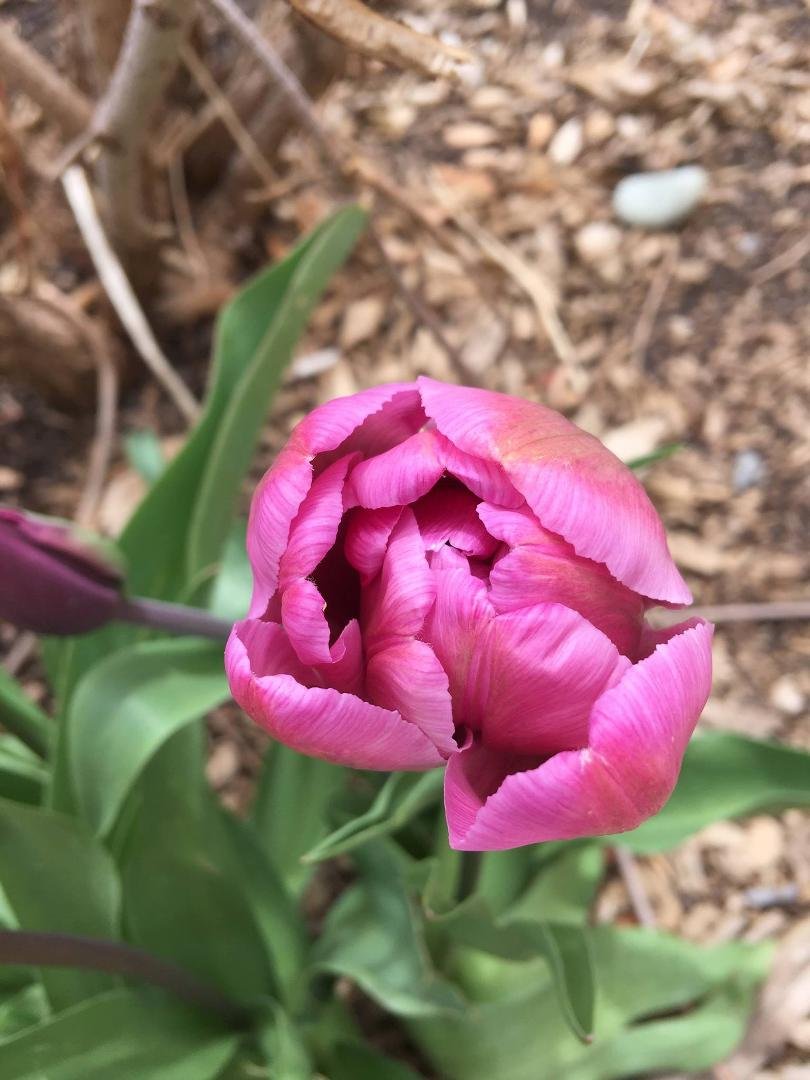 Tulip. Vail, CO