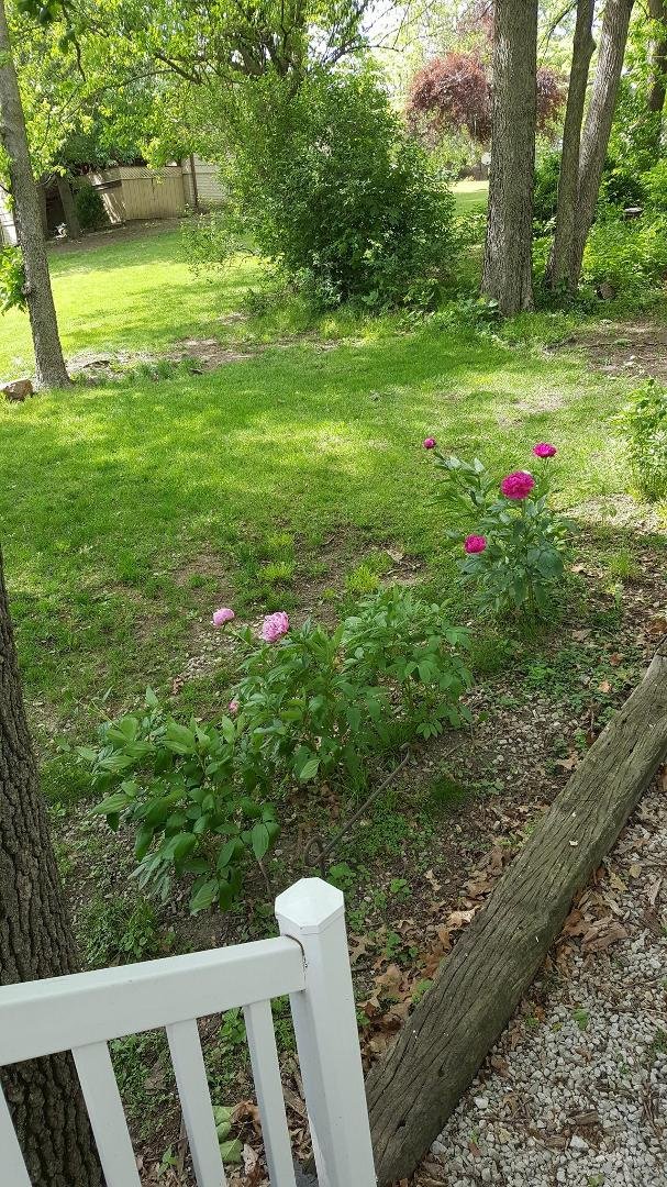 My peonies are coming out!!! Love them