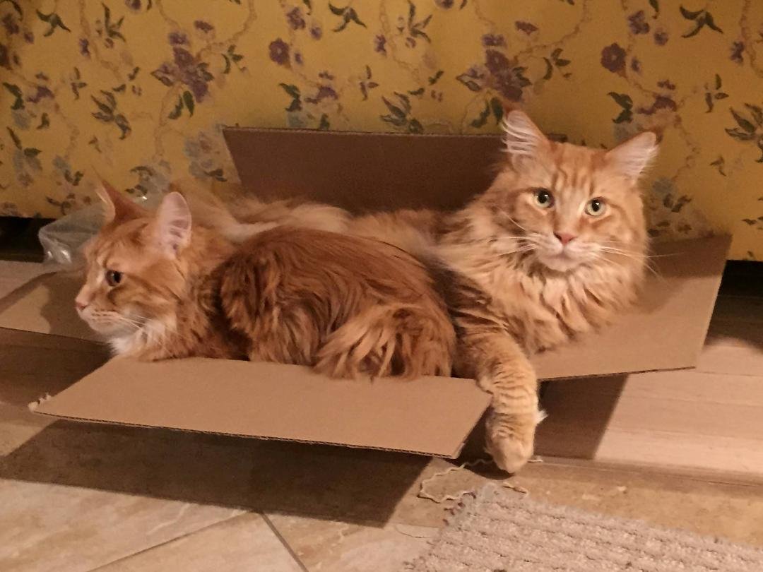The amazing two-headed Maine coon cat! They arrived by Fedex this morning...totally worth the overnight shipping.