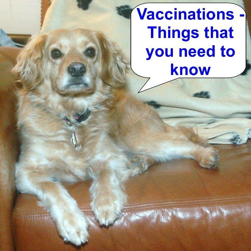 PLEASE SHARE – The vaccination of our dogs is important, but as your dog's healthcare guardian it is equally important for you to seek knowledge about vaccines so you can make the best long-term decisions for your canine co