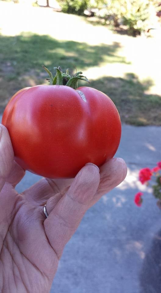My first tomato of the season! YUM