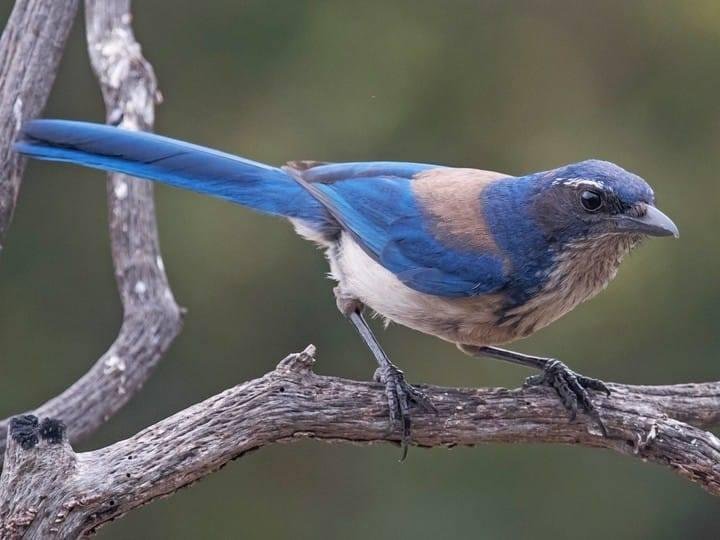 THIS IS BUDDY.. My friend the California Scrub Jay that has made friends and visits me in the back yard several times a day..