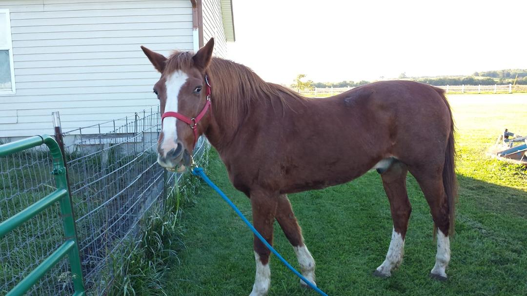 RIP Twister You will be missed