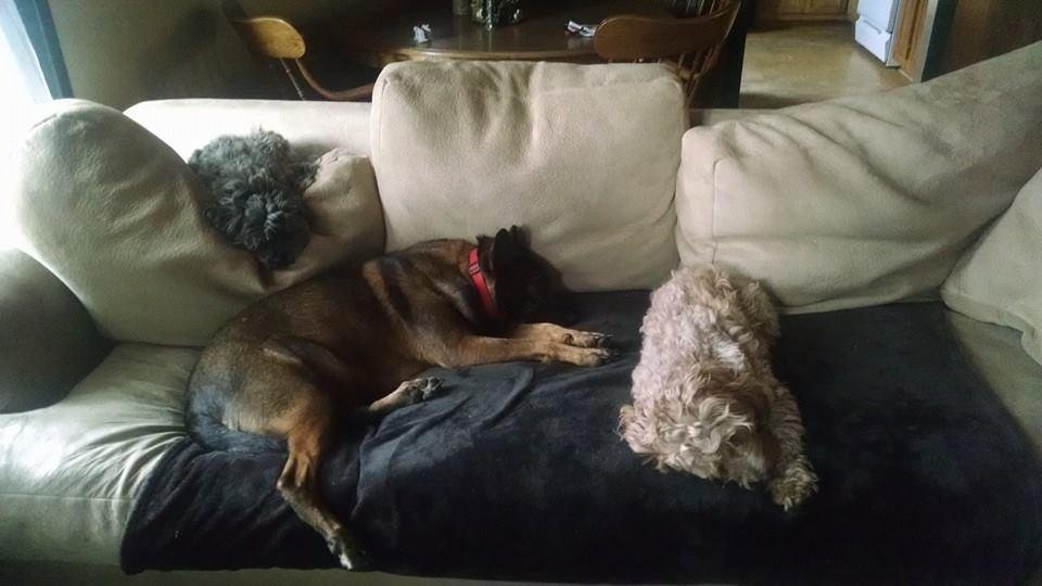 Three dog lazy afternoon.