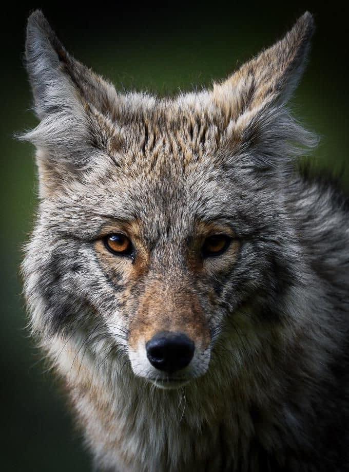 We had a big healthy coyote walk through our neighborhood this morning . This is not the coyote but he was really big and in my opinion , beautiful . Just so small dogs and cats don’t start disappearing . If I ever walk int