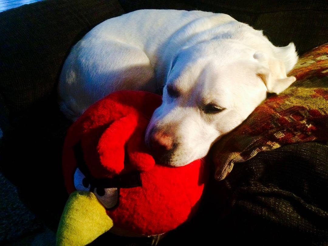 Sweet Daisy having a lazy morning with her angry bird! She is such a sweetie!