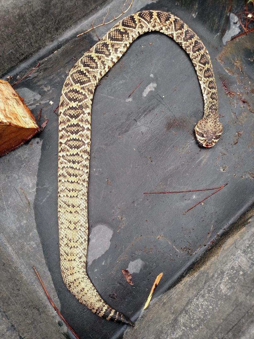 5 foot rattlesnake  Killed near Wewa  at Iola .