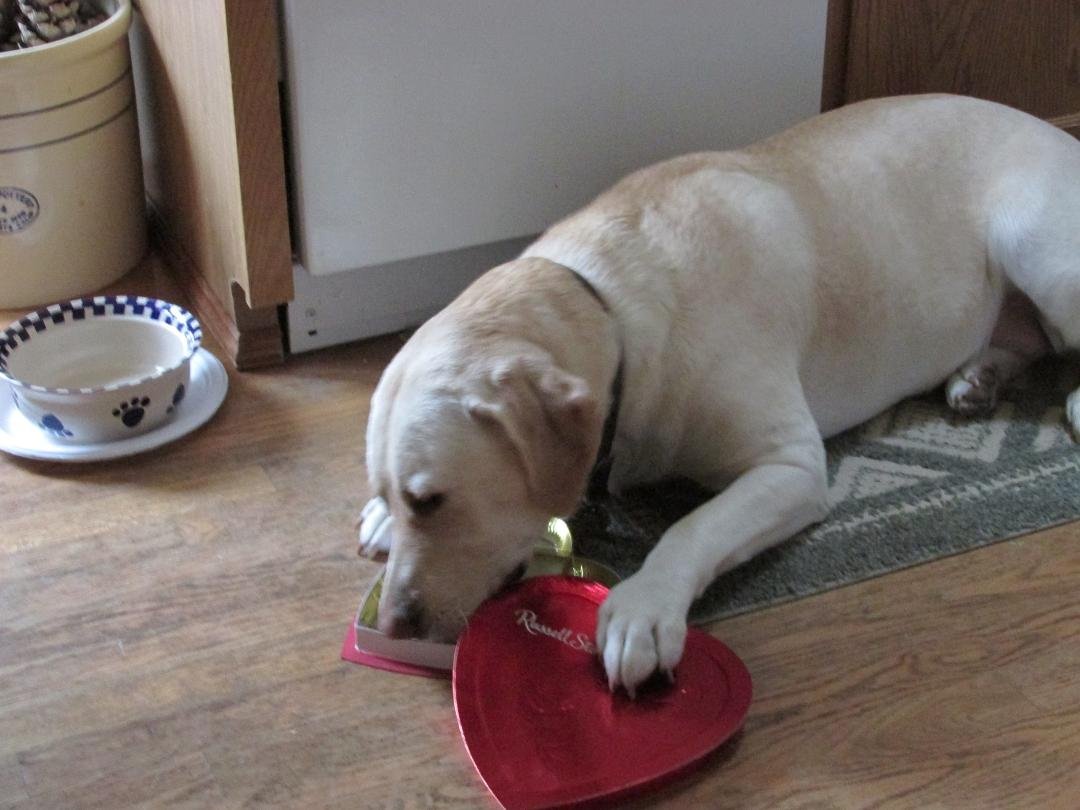 A choclate lab ? (the box was empty - but you know labs)