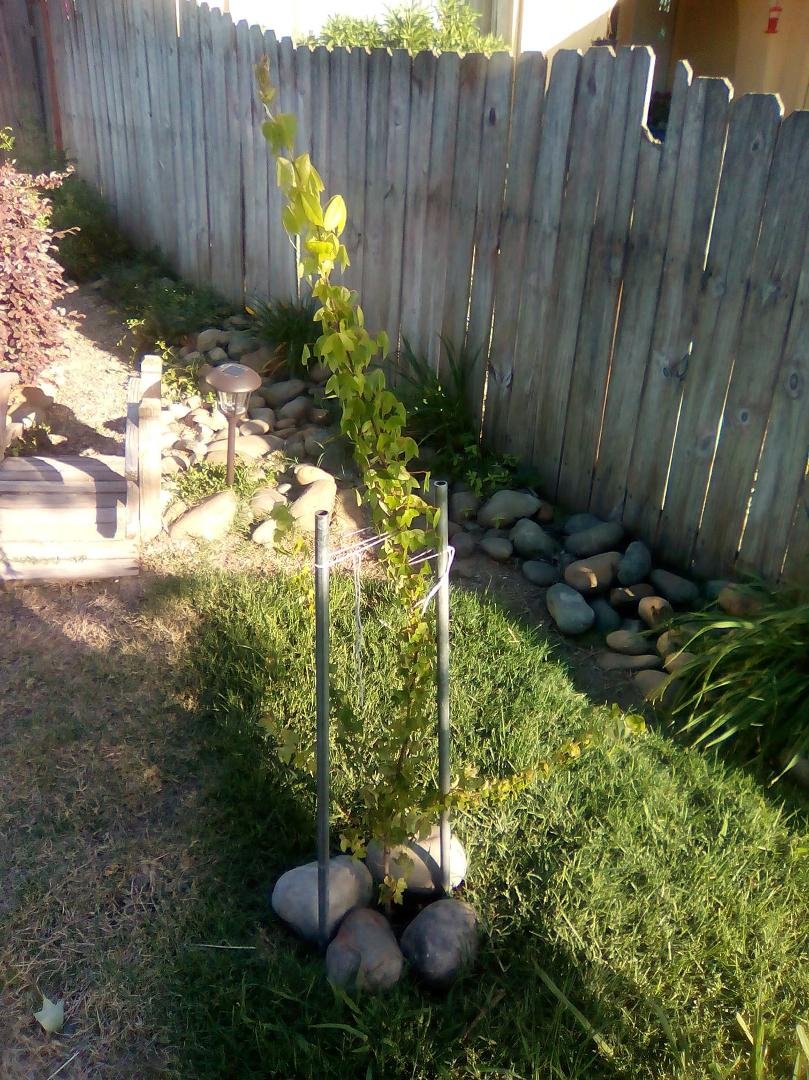So the Red Maple shoot that I transplanted into the front yard seems to like the move, got some new height to it!😊😍