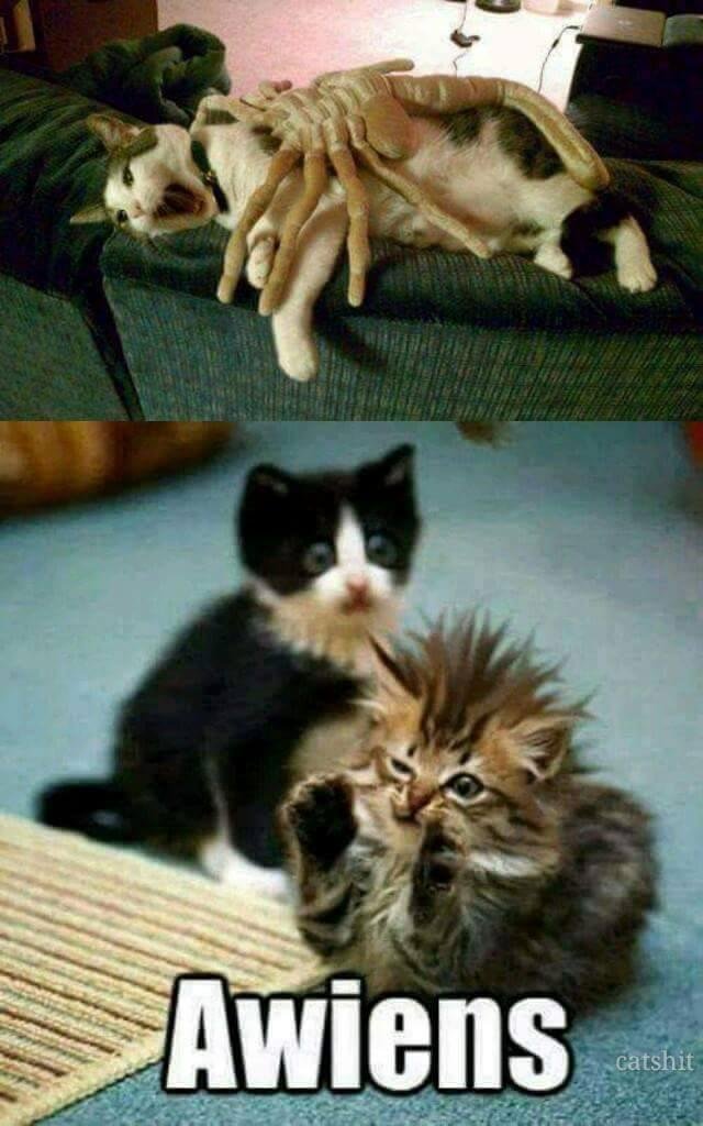 Hahahaha!