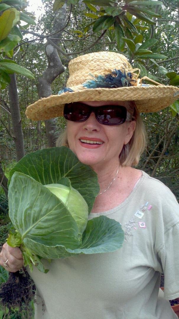 Hughes' first cabbage from their garden