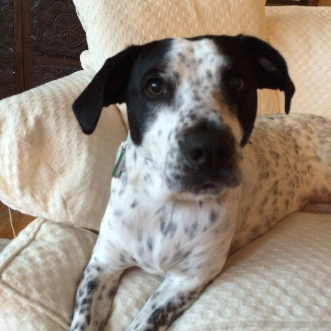 Lillie, my grand-dogter