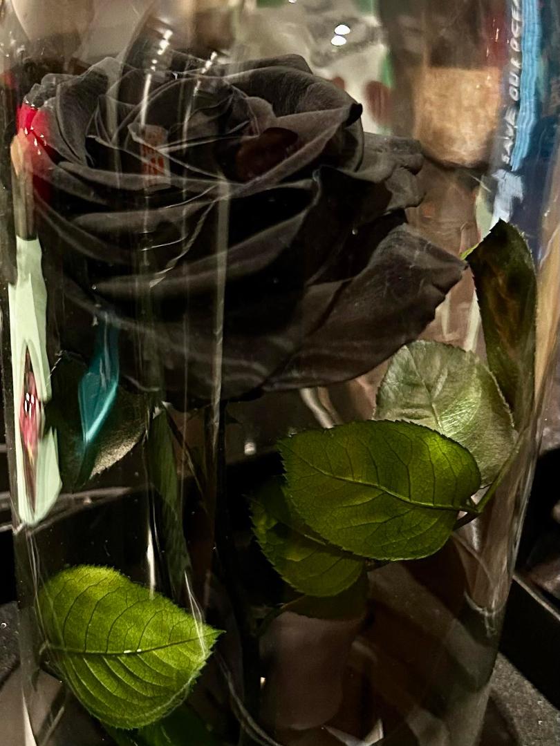 Sandra Strate's album, Mobile uploads