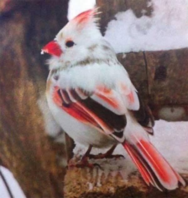 Cool bird!