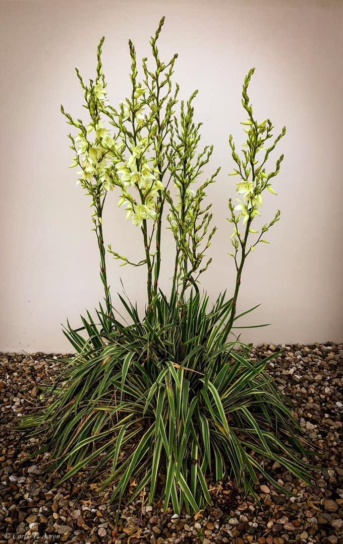 Walkabout at the KUMC, Westwood campus...
At the east end of the campus there is an area that is a Southwest style landscape against the wall.
This Yucca plant is coming into full bloom!