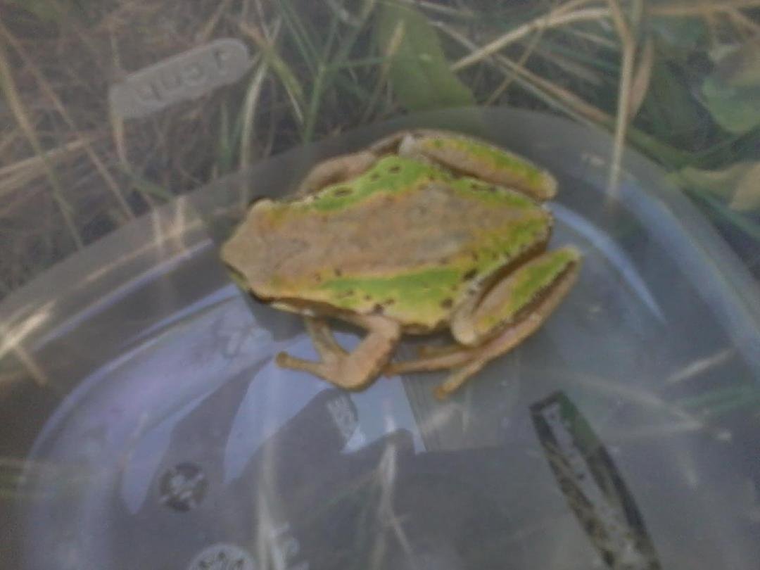 I found this little guy in my shower this afternoon. He was actually almost that big. I was undressed and had turned the water on when I saw a brownish spot. Wondered what it was (as my glasses were off). Touched it and