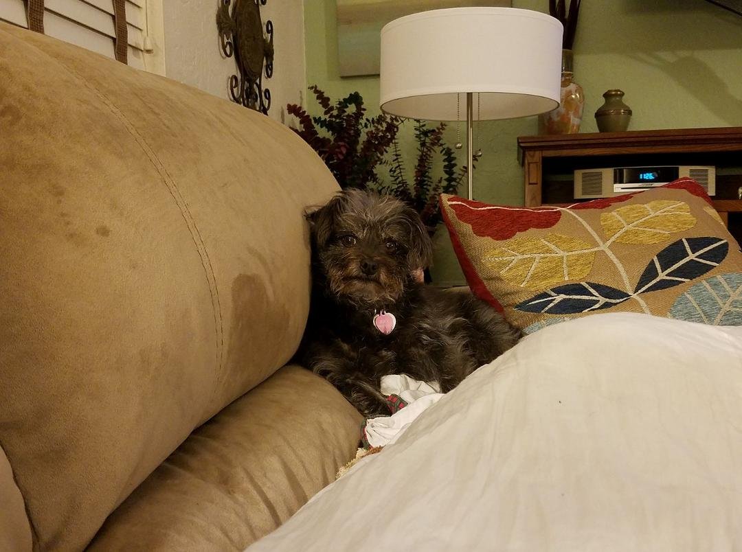 I love my puppy