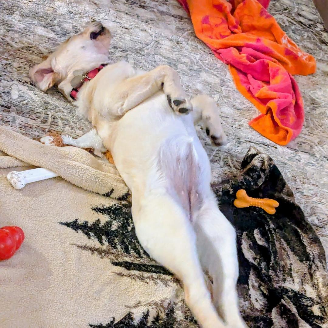 Today's word:
Stretch
We had to turn in Verona to Canine Companions for her 6 -9 months of professional training to become someone's service dog. We're going thru puppy withdrawal.😮💨
#photoadayfebruary